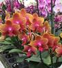 Phal. 134 Perfum